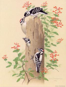 威廉 齊默曼 Downy Woodpecker